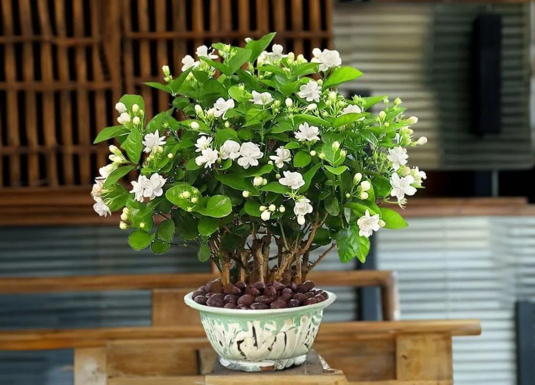 Cây hoa nhài