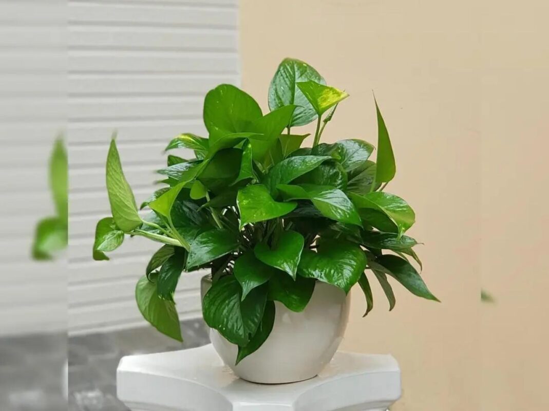 Cây trầu bà
